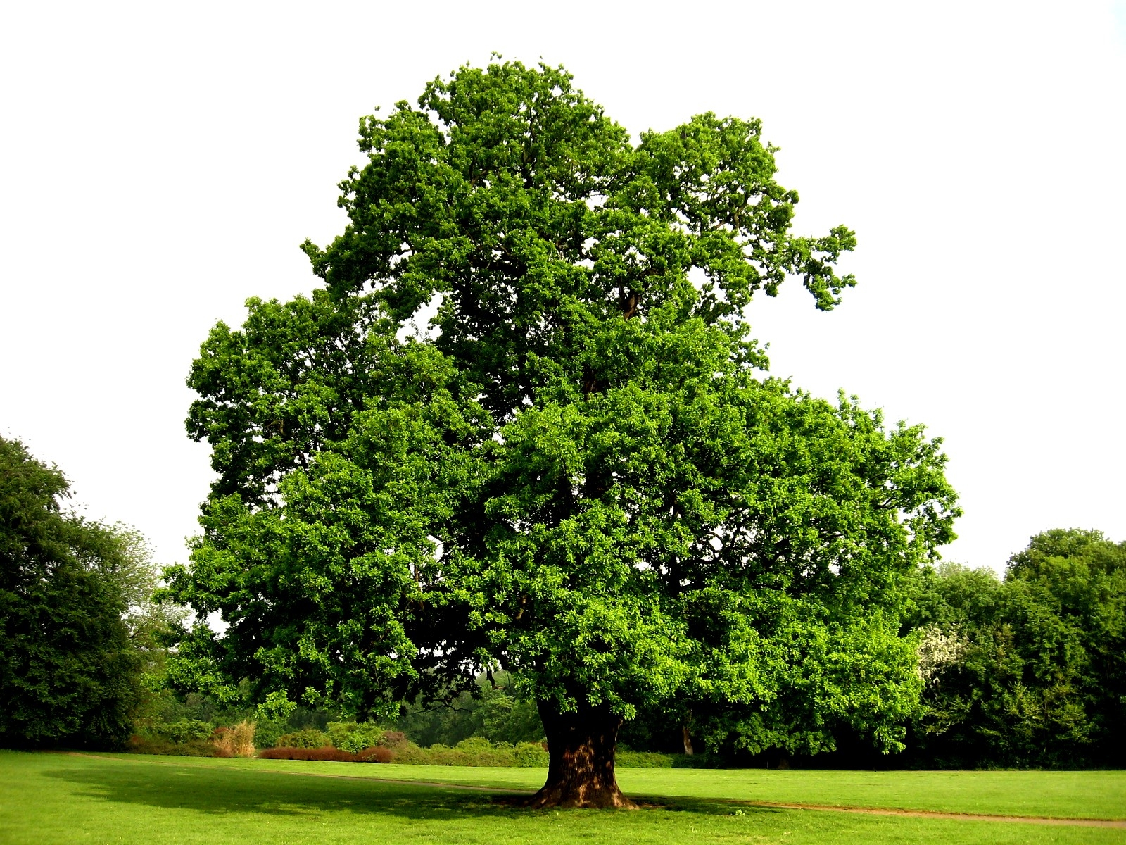 Die Buche Baum